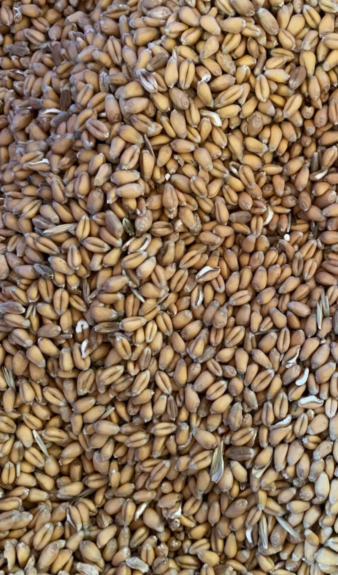 Vete för sabza (گندم) 500g