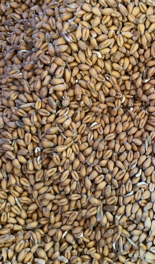 Vete för sabza (گندم) 500g